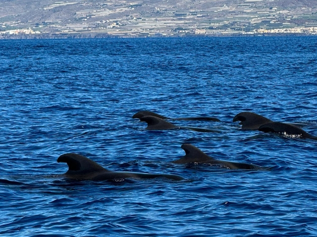  Excursion en bateau familial Puerto de Colón