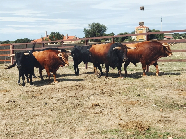 Toro bravo