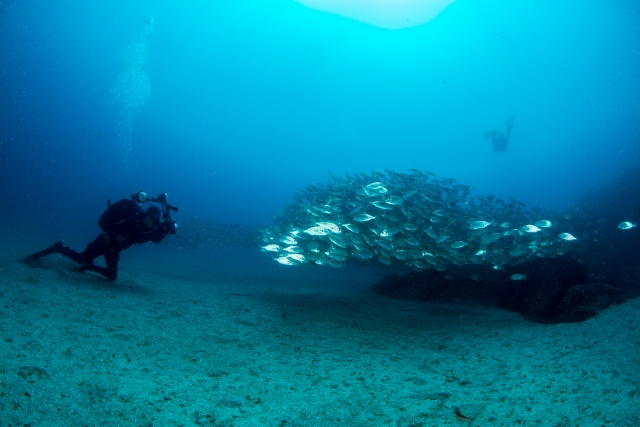  Diving among schools of fish 