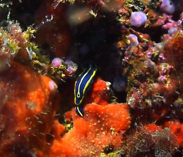  Fauna marina ricca e varia 