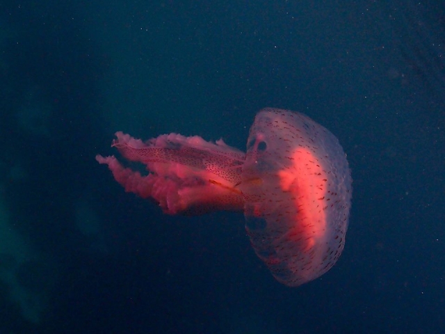  海洋生物 