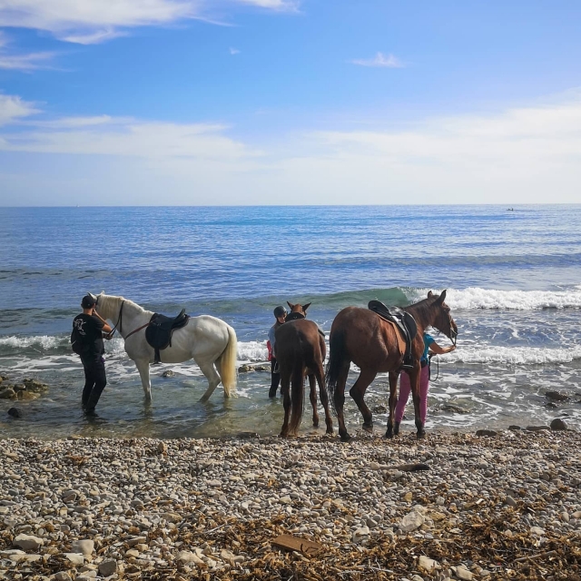  Magnifique photo de trois chevaux sur le rivage tenus par leurs cavaliers respectifs