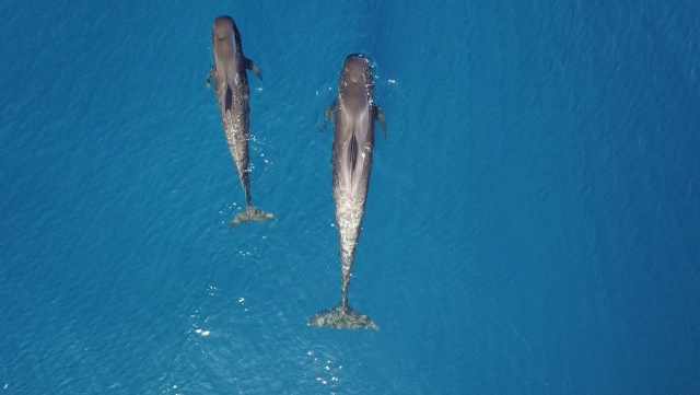 Walk and whale watching from boat 