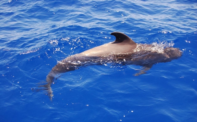  Whale watching on the south coast of Tenerife 