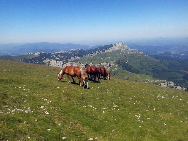 Wilde Natur in Vizcaya 
