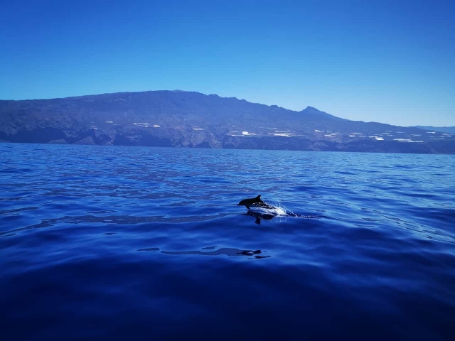 Paseo en barco con delfines La Palma