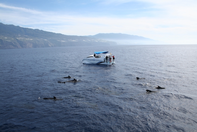 Ver delfines