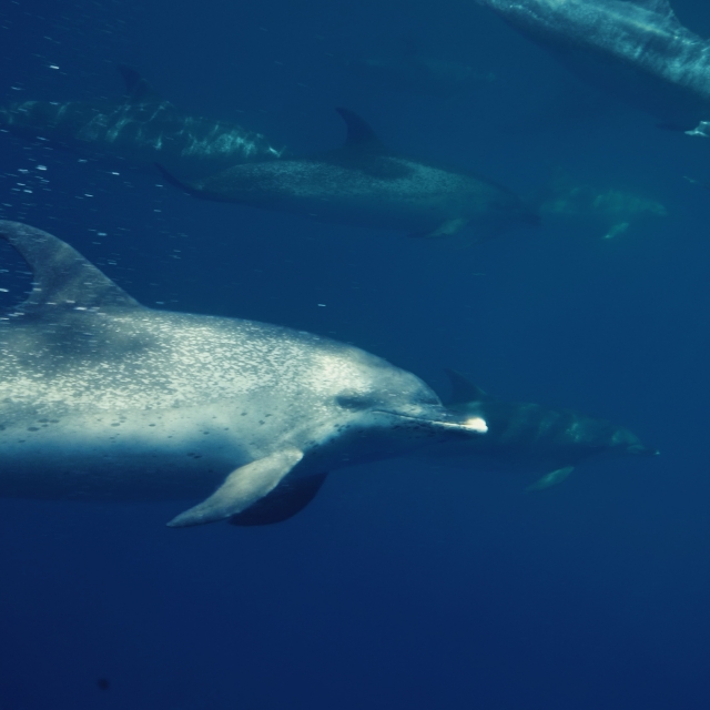 Delfines nadando