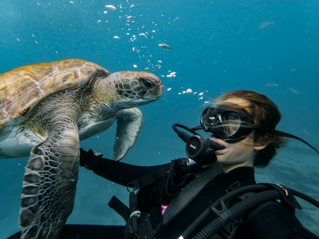 Buceando con tortugas en Tenerife
