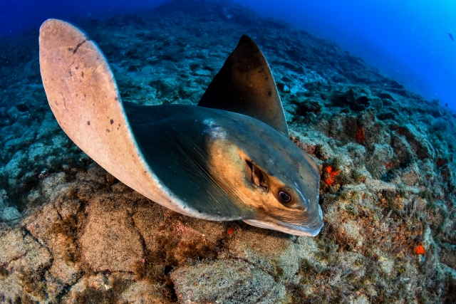  Mantarochen beim Schnorcheln beobachten 