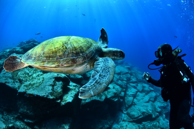  In den Tiefen der Costa Adeje mit Schildkröten 