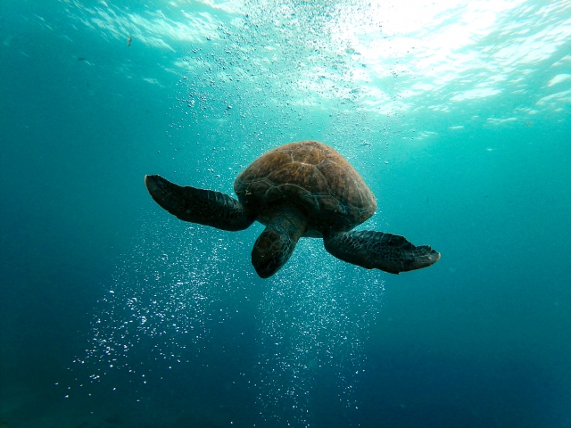  Tägliche Ausflüge zum Schnorcheln mit Schildkröten