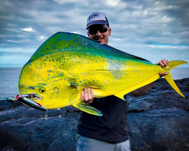  Espèce jaune caractéristique des îles Canaries