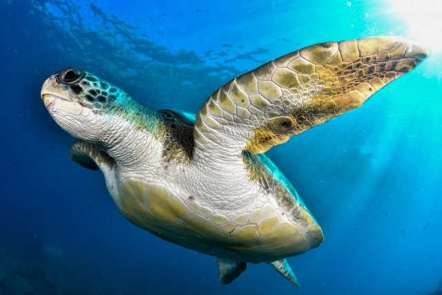 Scuba diving in the depths of the Costa Adeje 