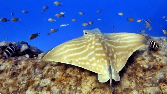  The underwater fauna of the south of Tenerife 