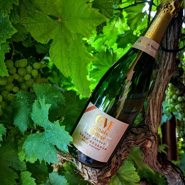 Cava de la casa Gran Reserva