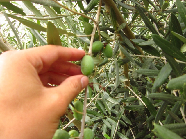 Experiencia de oleicultura en Montiel