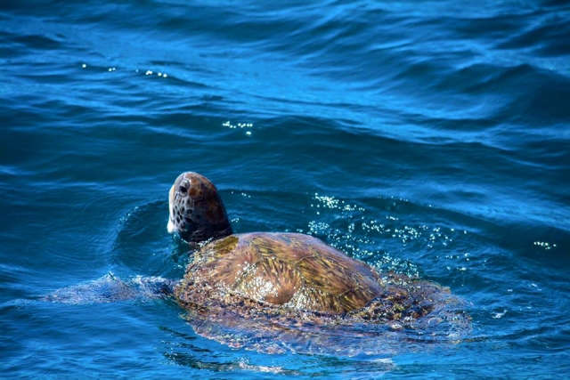  La baia delle tartarughe a Costa Adeje 