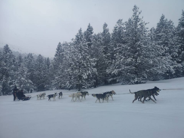 Dog sledding in Andorra 