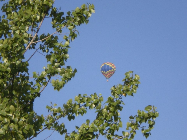  Balloon seen between the trees 
