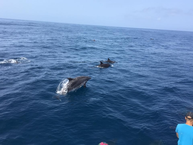 Excursion d'observation des baleines aux îles Canaries 
