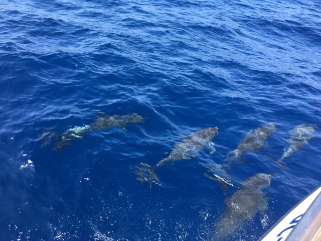  Promenade passionnante en bateau avec les dauphins 