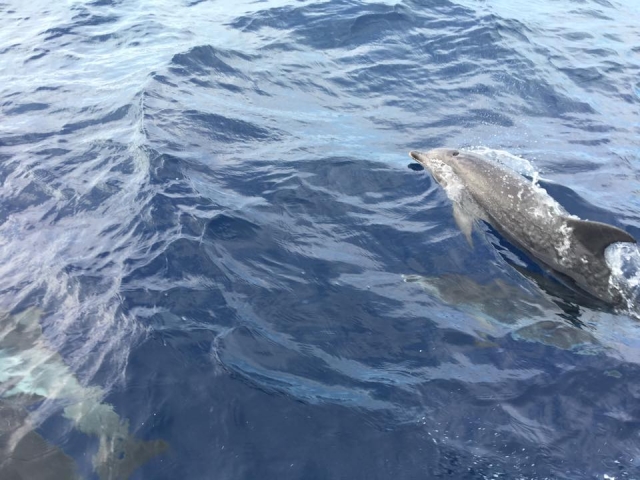  Dauphin sur la côte de Corralejo 
