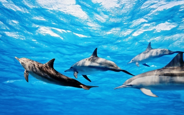 Départ pour observer les dauphins à Fuerteventura 