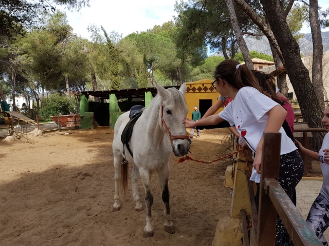  Meeting the horses 