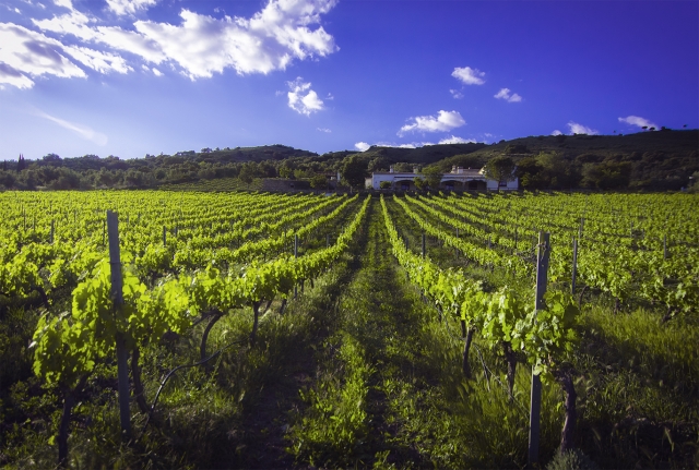  Conoscere i vigneti della nostra tenuta situata a Ronda 