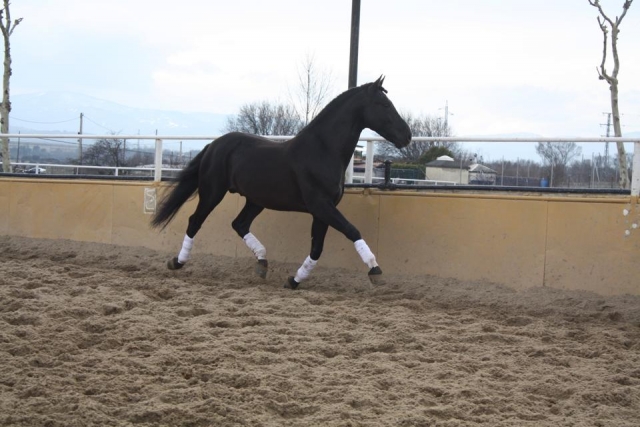 Exklusiver Reitkurs 1 Stunde 