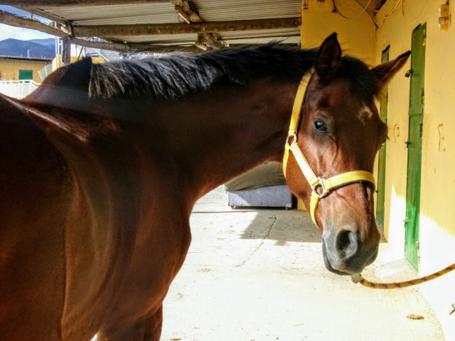 Uno de los caballos de la cuadra