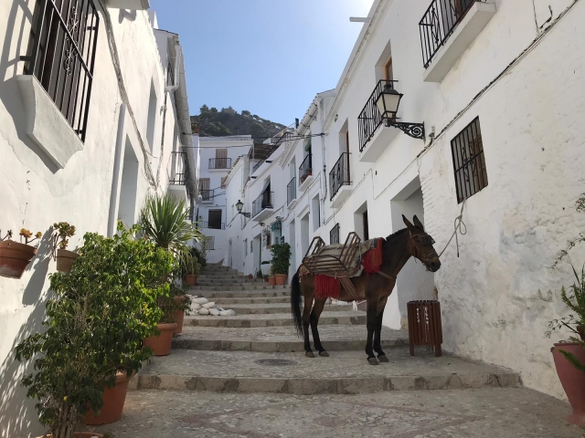  弗里希利亚纳 (Frigiliana) 导游 