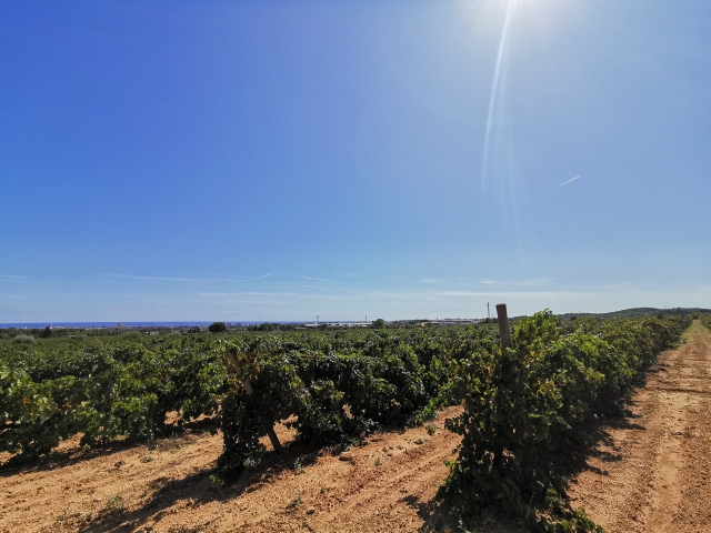  Passeggiata tra i vigneti a El Garraf 