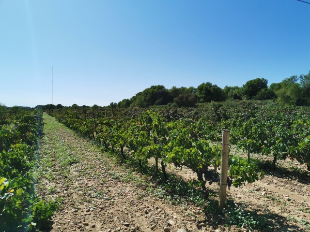  Campo vinicolo di Garraf