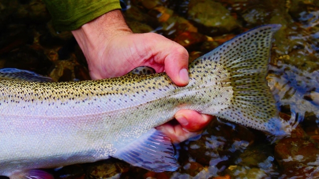 Pesca de Albacele