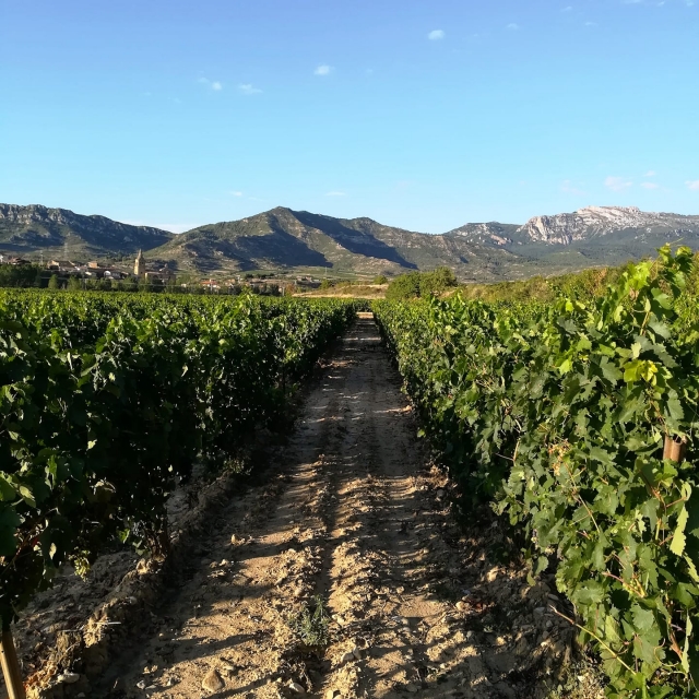 Campo de viñedos en Álava