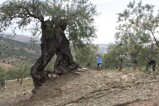  4x4 骑行穿过 Sierra de las Nieves 乡村 