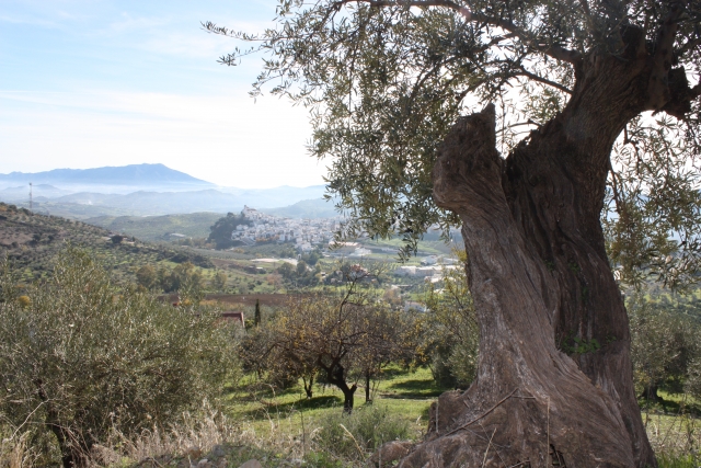  Sierra de las Nieves 的橄榄树景观 