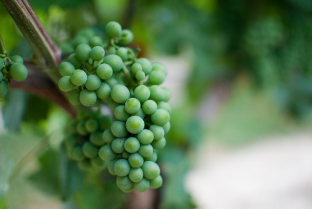 Cultivo de uva Merlot
