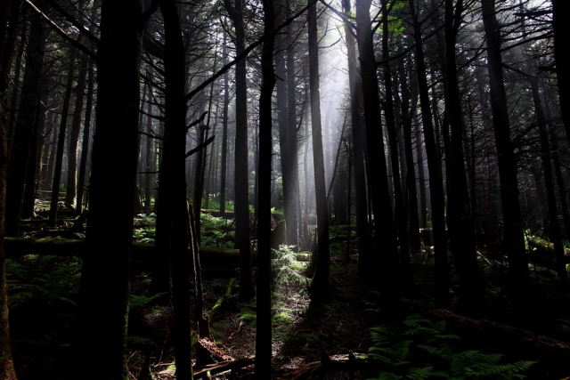  Solve the mysteries of the forest house 