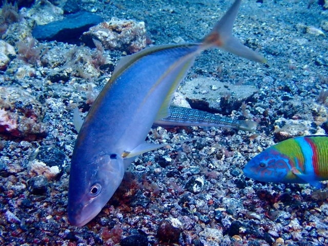Explora el fondo marino