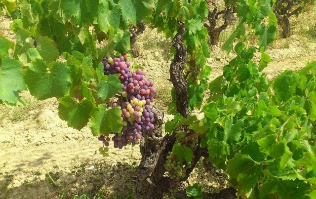 El fruto que hace posible el cava del Penedés