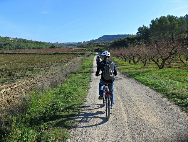  Among vineyards 