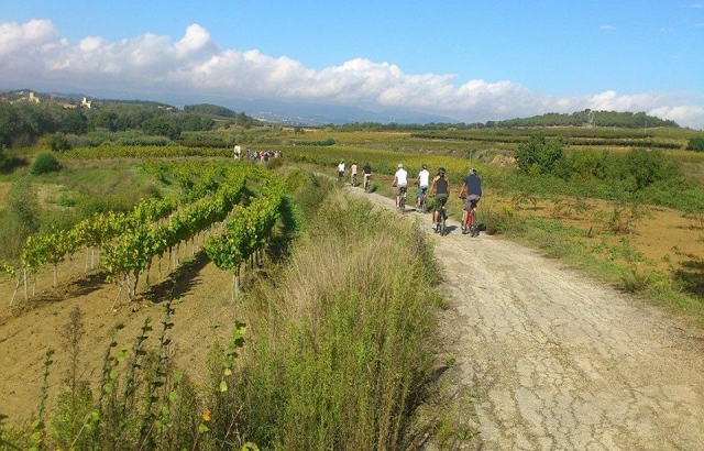 Sesión de ciclismo en familia entre viñedos