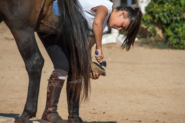  Il est essentiel de maîtriser le passage des fers à cheval aux chevaux