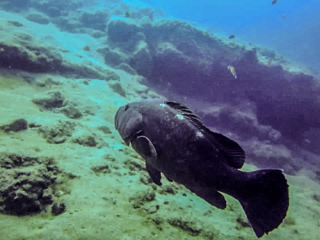 Grouper swimming