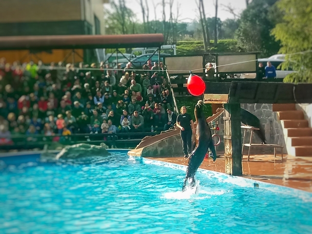 Show con leones marinos