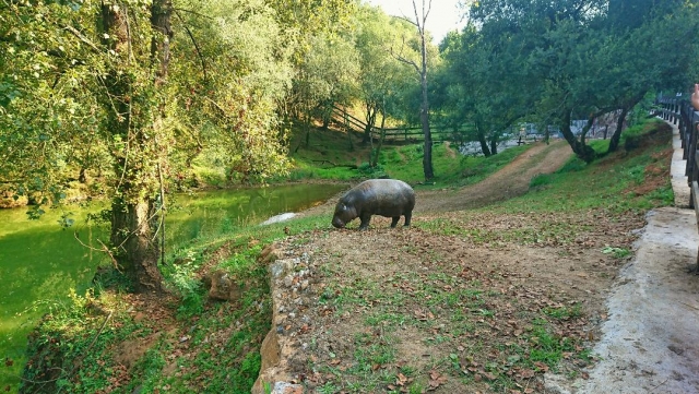 Ejemplar de pigmeo