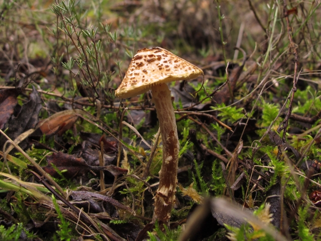 Ruta de micología por la Serranía de Cuenca